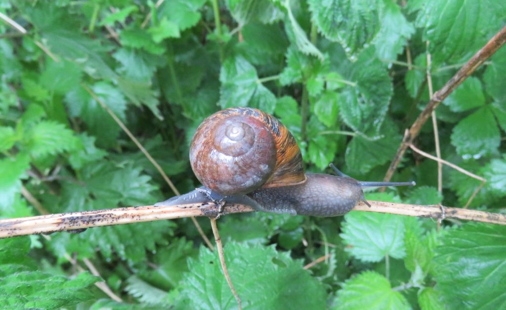  Garden Snail 